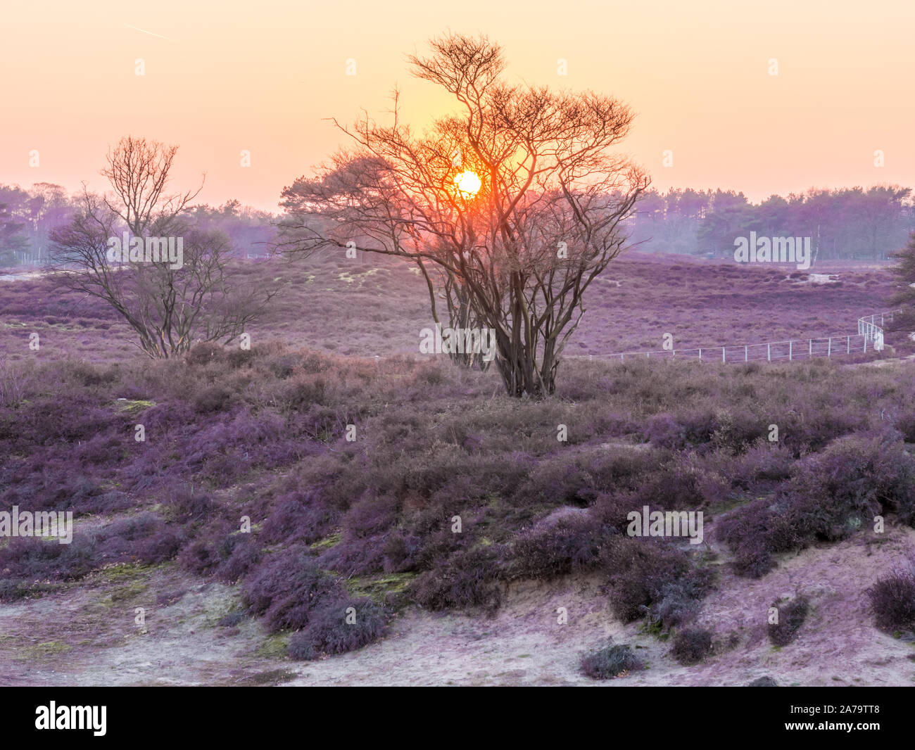 Sonnenuntergang über Heide Zuiderheide, Laren, Gooi, Niederlande Stockfoto
