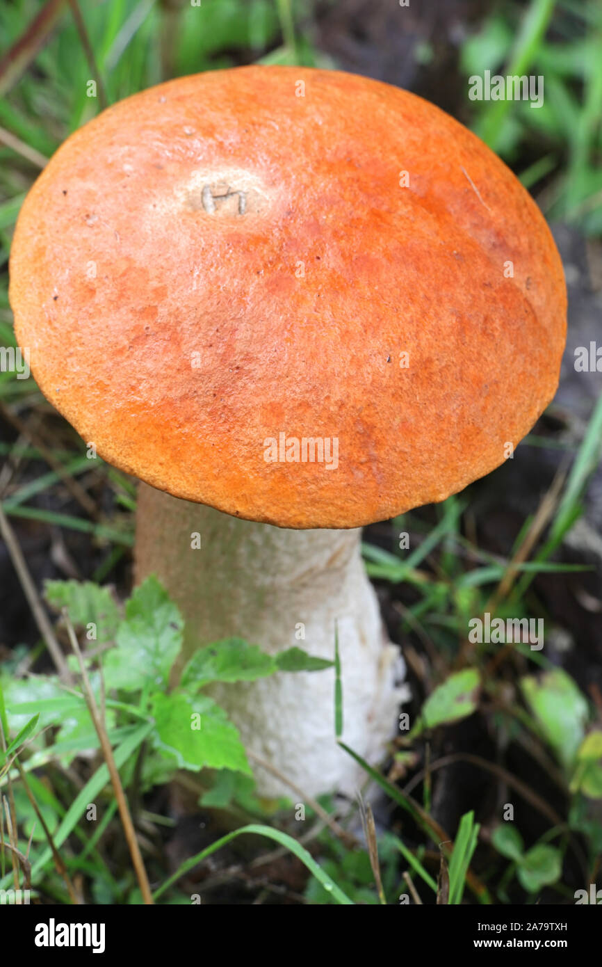 Leccinum aurantiacum bolete, wie orange oder rot-capped scaber Stiel bekannt, wilde essbare Pilze aus Finnland Stockfoto