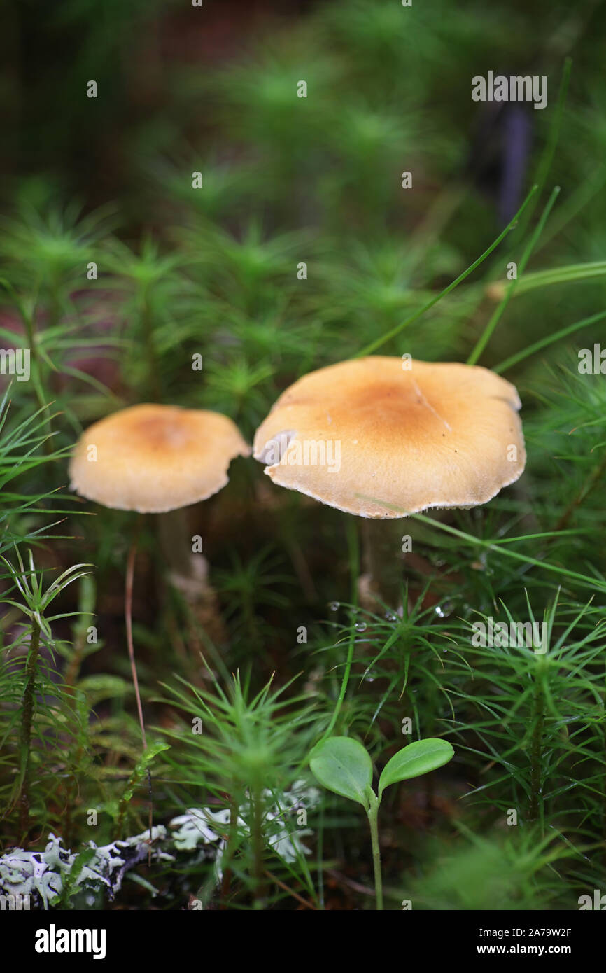 Cystoderma amianthinum, gemeinhin als Safran Sonnenschirm, den Safran Pulver-cap, oder den erdigen Pulver-Cap. Stockfoto