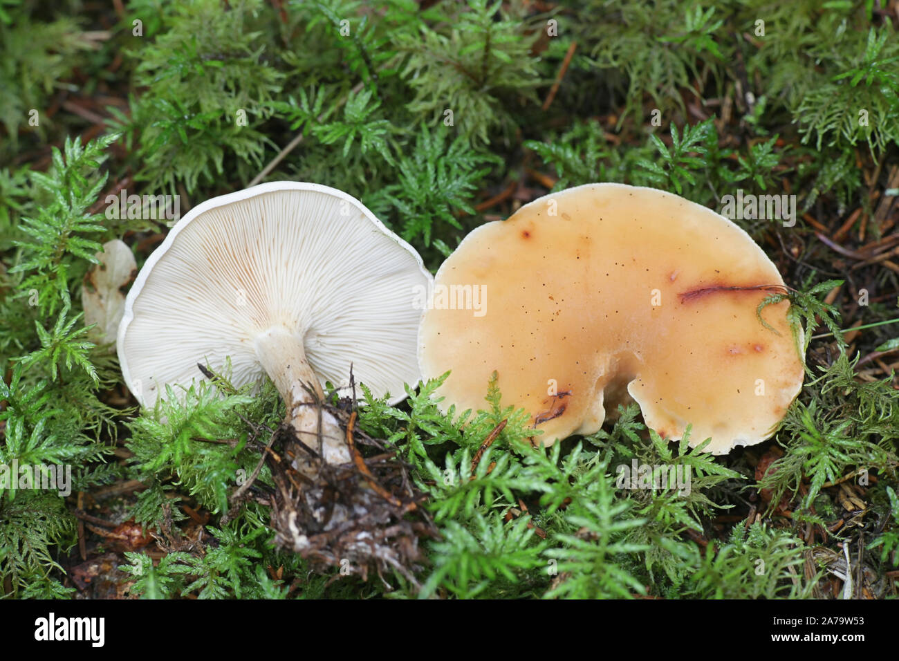 Lepista gilva, wie Tawny Trichter, Wild Mushroom aus Finnland bekannt Stockfoto
