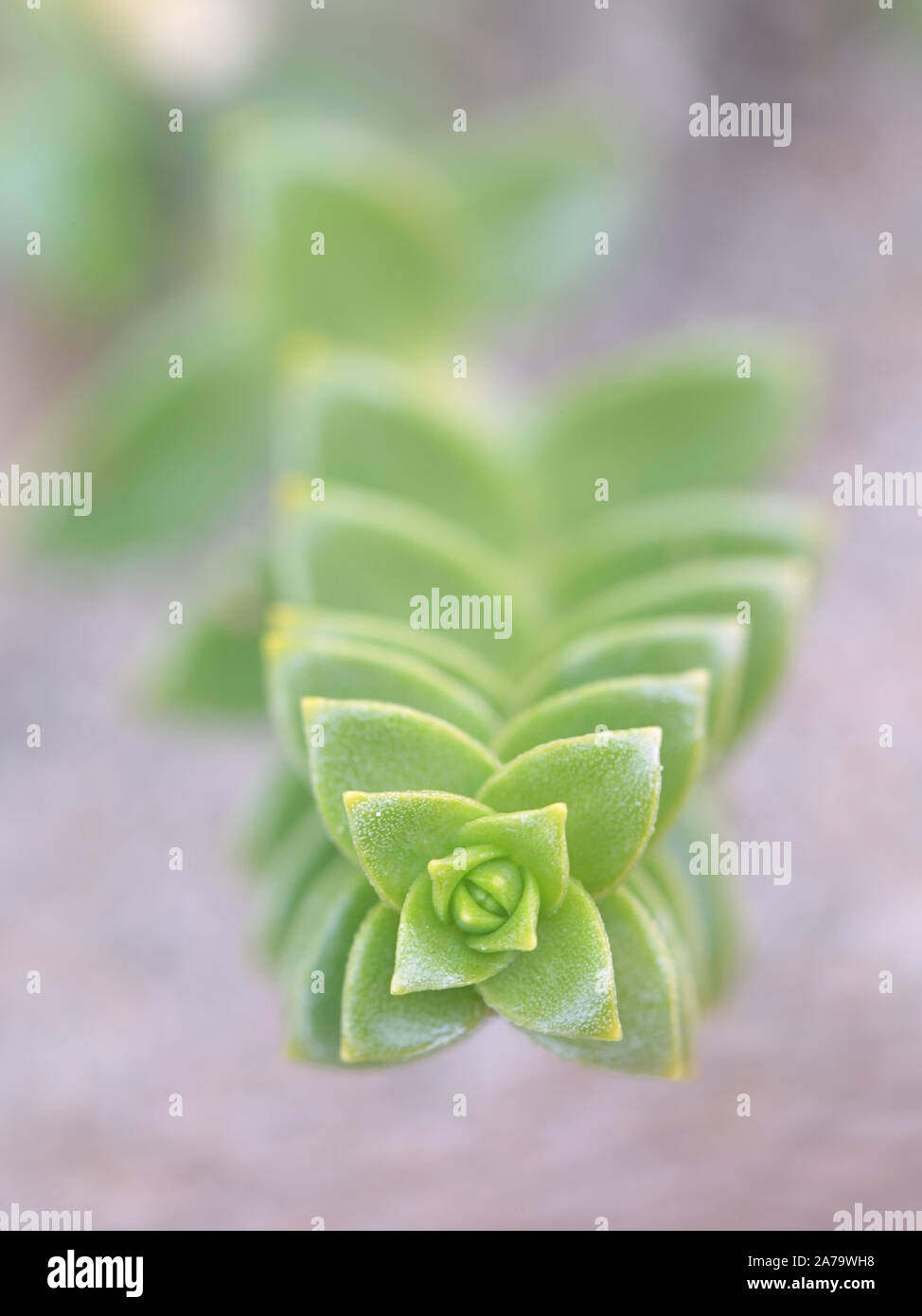 Honckenya peploides, bekannt als Meer Sandwort, Vogelmiere, Meer und Meer Pimpernal Sandplant, wild wachsenden in Finnland Stockfoto