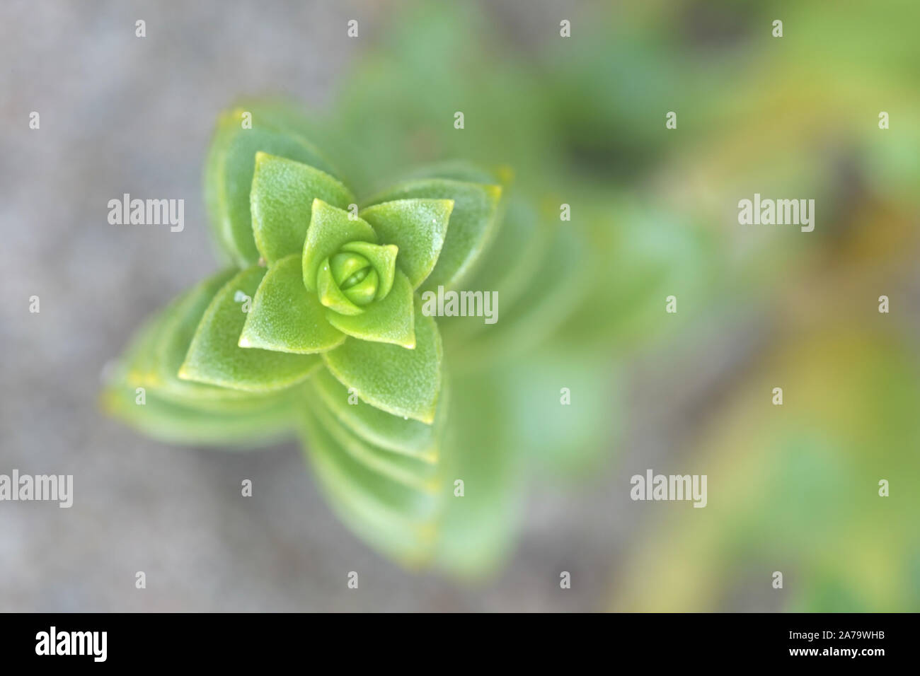 Honckenya peploides, bekannt als Meer Sandwort, Vogelmiere, Meer und Meer Pimpernal Sandplant, wild wachsenden in Finnland Stockfoto