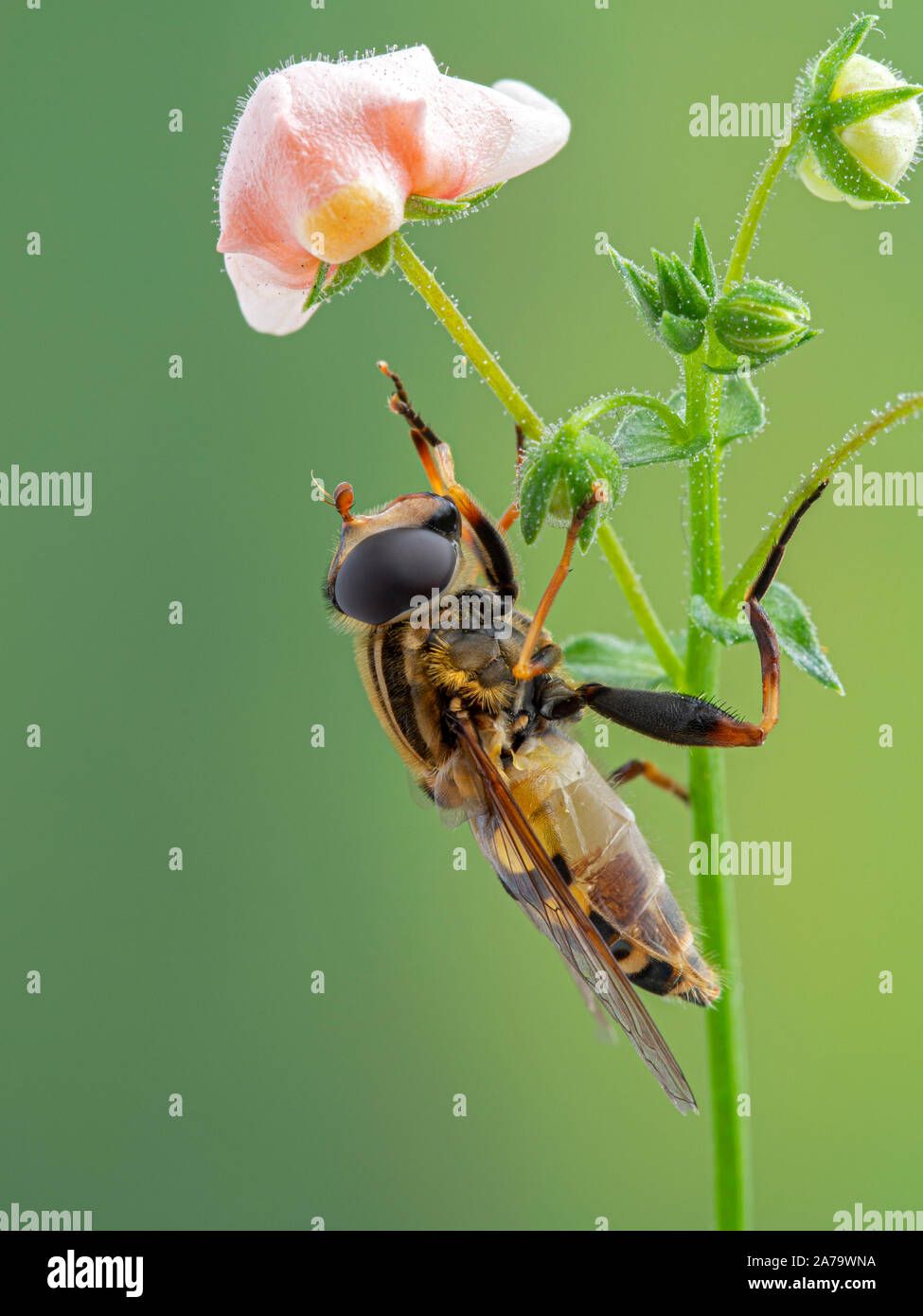 Bunte Schweben, Fliegen, Helophilus fasciatus thront unter einer Blume beim Pflegen der vorderen Beine. Seitenansicht Stockfoto