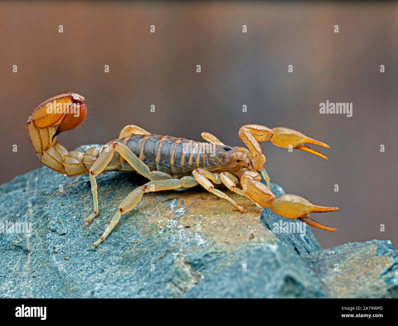 Seitenansicht einer Arizona stripe-tailed Scorpion, Paravaejovis spinigerus, auf einem Felsen, Stockfoto