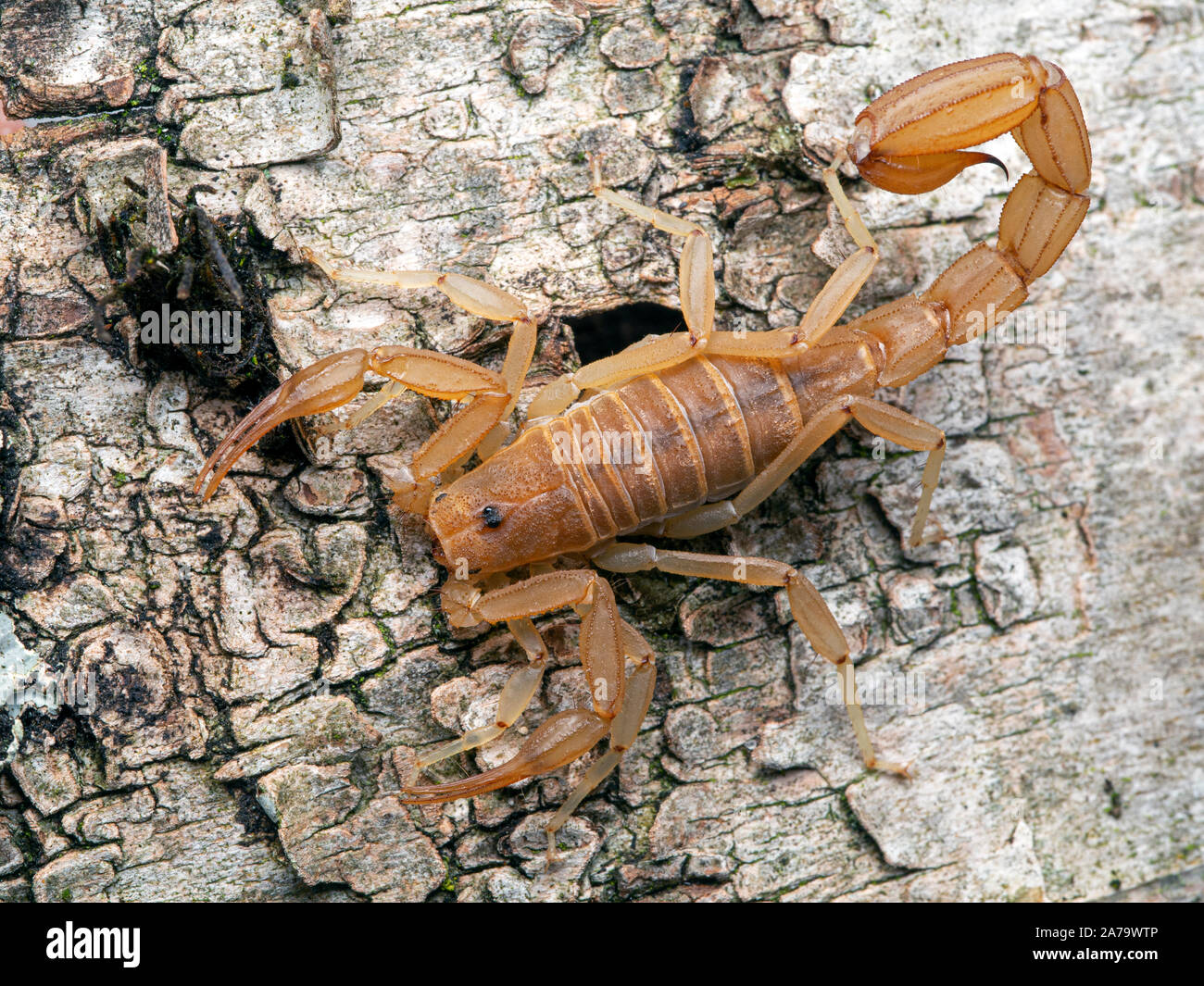 Gelb Scorpion, auf Rinde, von oben. Diese relativ kleinen Skorpione sind auch als Coahuila devil Scorpions bekannt Stockfoto