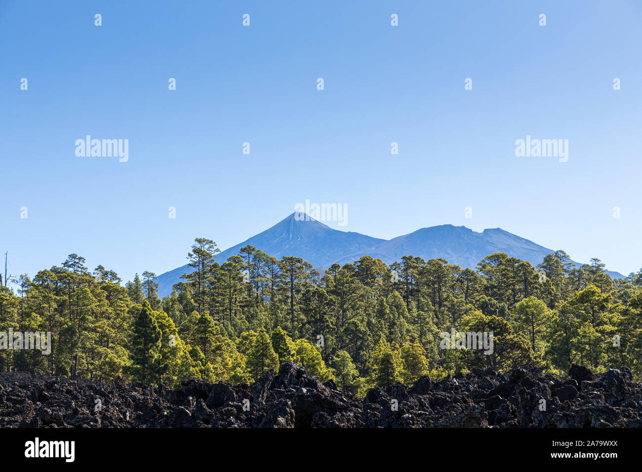 Mount Teide in der Ferne mit Pinus canariensis, Kanarische Kiefern in die vulkanische Landschaft in der Nähe von Arguayo, Santiago del Teide, Teneriffa, Canar Stockfoto