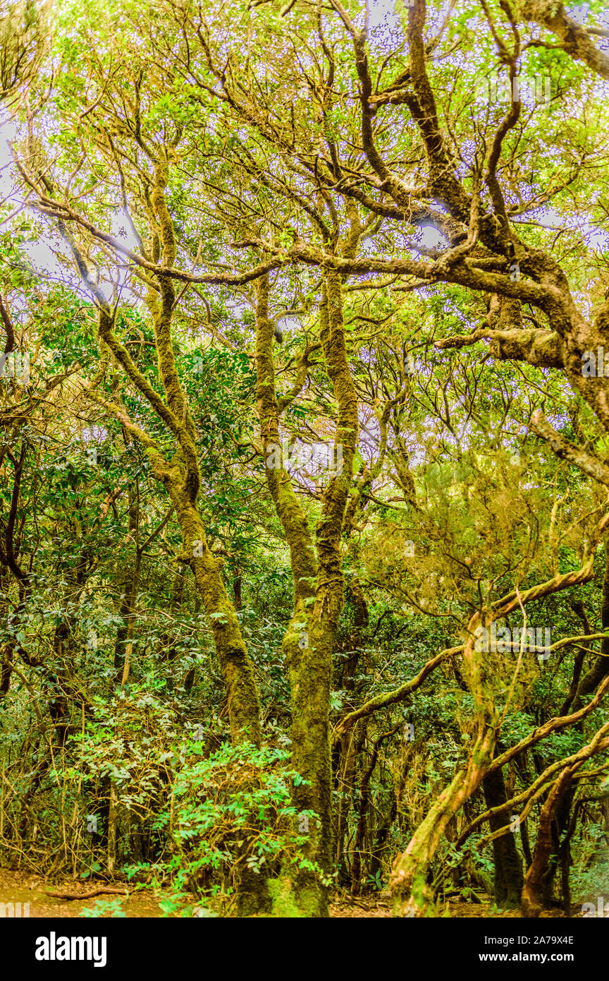 Grünen Wald von Laurisilva Bäume auf dem Weg der Sinne. April 11, 2019. Vega De Las Mercedes Santa Cruz De Tenerife Spanien Afrika. Reisen Stockfoto