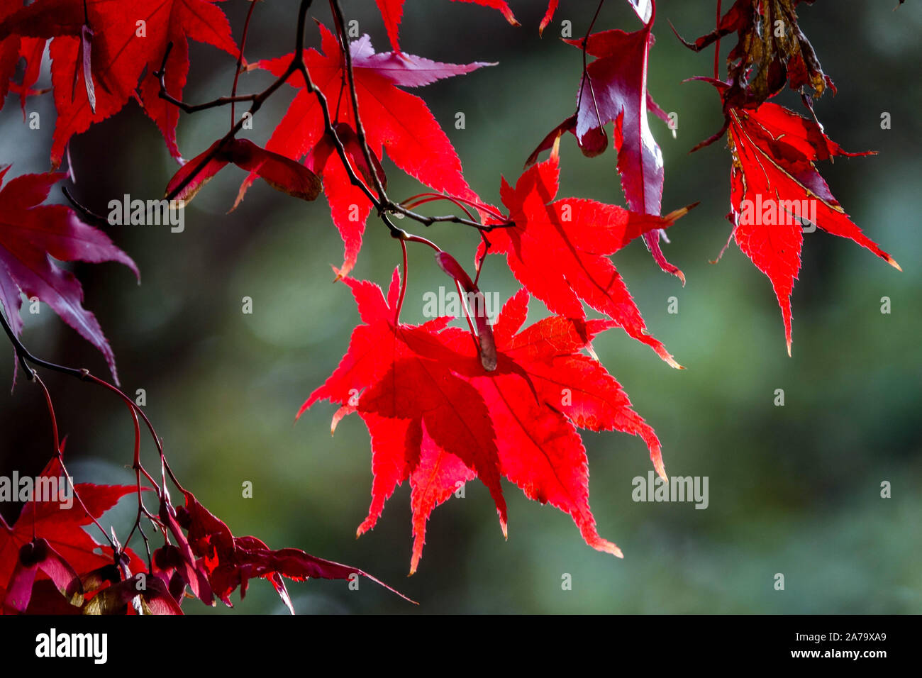Roter japanischer Ahorn Acer Bloodgood roter Ahorn Blätter Herbst Stockfoto