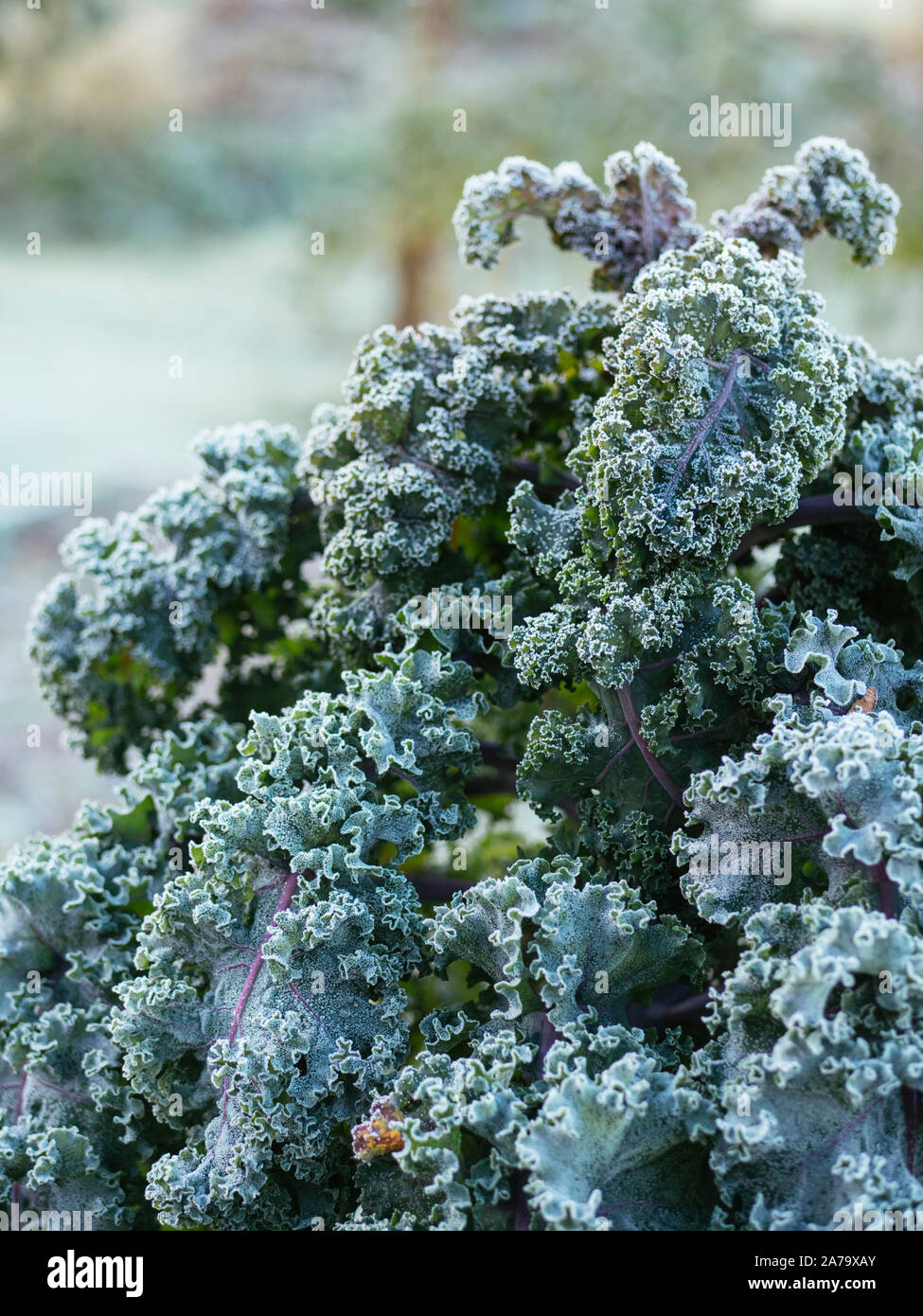 Deutsche Erbstück kale Sorte "Lippischer Braunkohl mit Frost am Morgen. Stockfoto