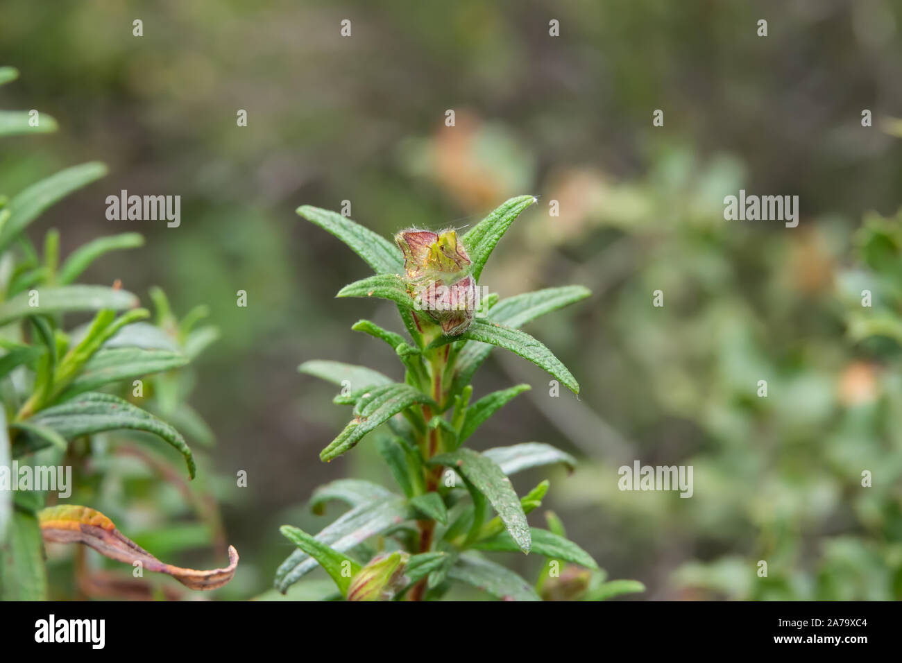 Montpellier Rock Rose Calyces im Frühling Stockfoto