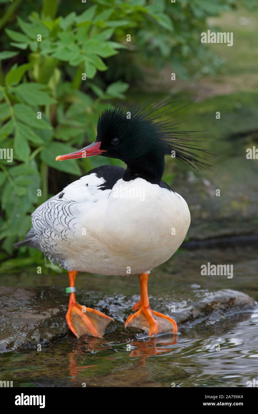 Scaly Fotos und Bildmaterial in hoher Auflösung Alamy