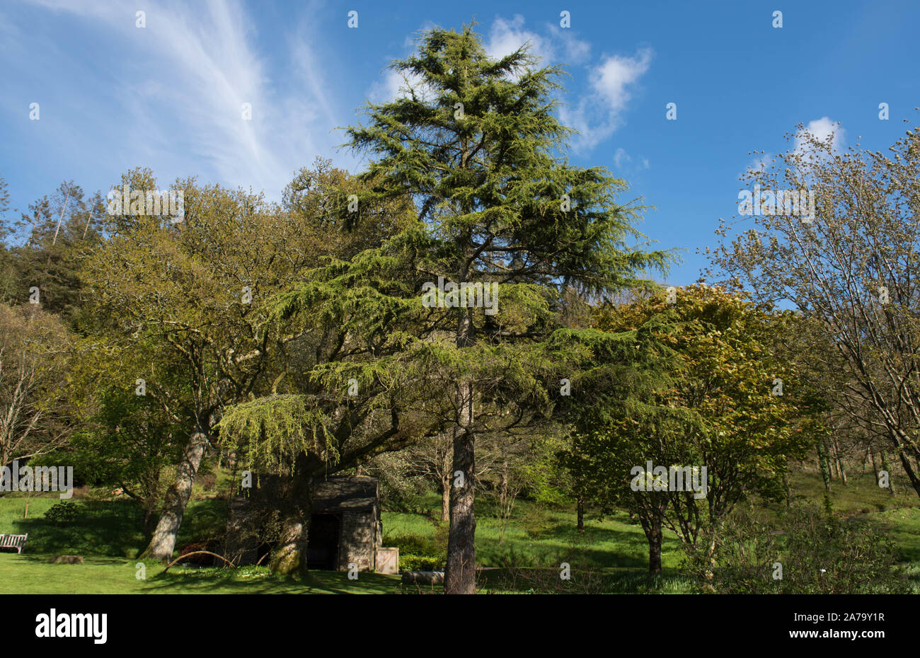 Himalaya Zeder oder Deodar immergrüner Nadelbaum Zeder (Cedrus deodara) in einem Park in ländlichen Devon, England, Großbritannien Stockfoto