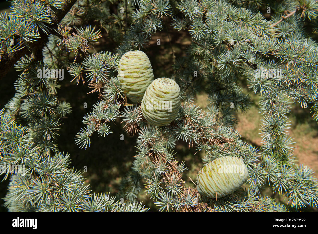 Himalaya Zeder oder Deodar immergrüner Nadelbaum Zeder (Cedrus deodara) in einem Park in ländlichen Devon, England, Großbritannien Stockfoto