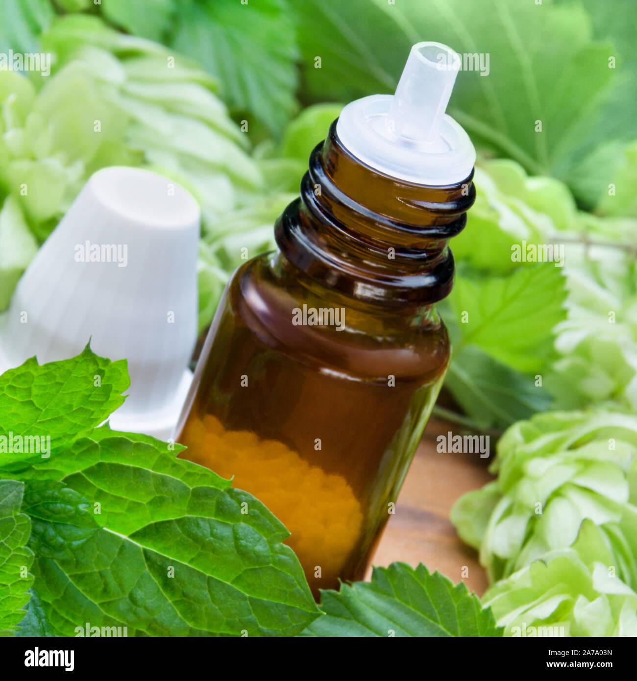 Hopfen und Melisse Globuli Nahaufnahme Stockfoto