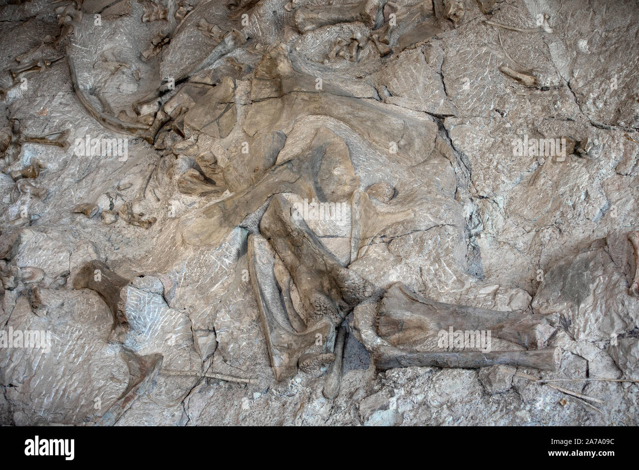 Dinosaurier Paläontologen fossile Knochen arbeiten Wissenschaft. Paläontologie wissenschaftliche Studie des alten Lebens, Fossilien, Dinosaurier und Evolution. Wissenschaft. Stockfoto