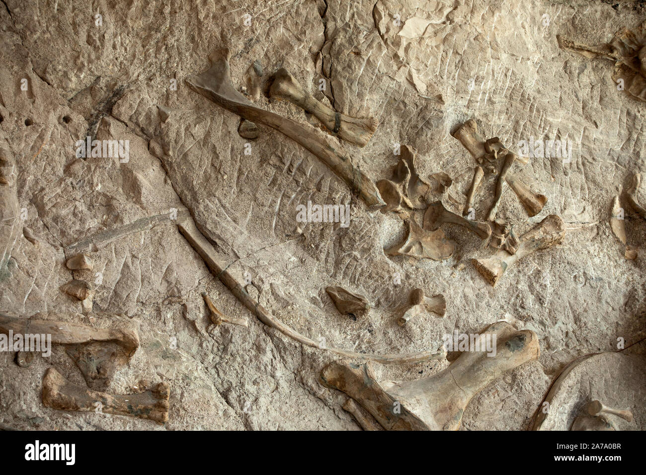 Dinosaurier Paläontologen fossile Knochen arbeiten Wissenschaft. Paläontologie wissenschaftliche Studie des alten Lebens, Fossilien, Dinosaurier und Evolution. Wissenschaft. Stockfoto
