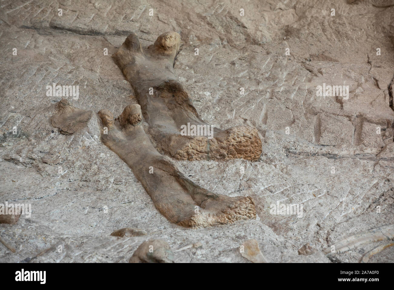 Dinosaurier Paläontologen fossile Knochen arbeiten Wissenschaft. Paläontologie wissenschaftliche Studie des alten Lebens, Fossilien, Dinosaurier und Evolution. Wissenschaft. Stockfoto