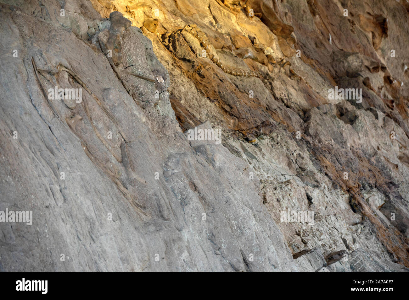 Dinosaurier Paläontologen fossile Knochen arbeiten Wissenschaft. Paläontologie wissenschaftliche Studie des alten Lebens, Fossilien, Dinosaurier und Evolution. Wissenschaft. Stockfoto