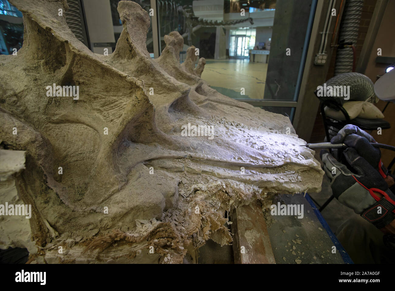 Dinosaurier Paläontologen fossile Knochen arbeiten Wissenschaft. Paläontologie wissenschaftliche Studie des alten Lebens, Fossilien, Dinosaurier und Evolution. Wissenschaft. Stockfoto