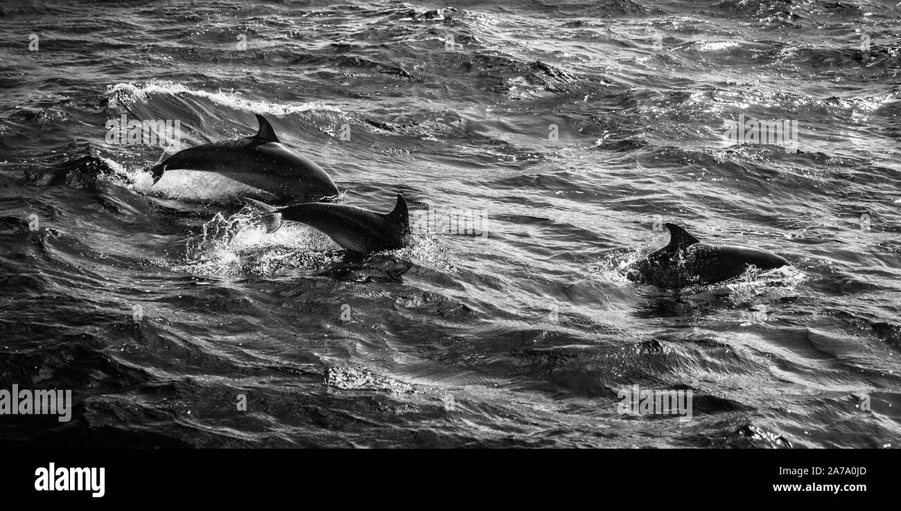 Ein schwarz-weiß Bild von einer Gruppe der Gemeinsamen Tümmler schwimmen. Stockfoto