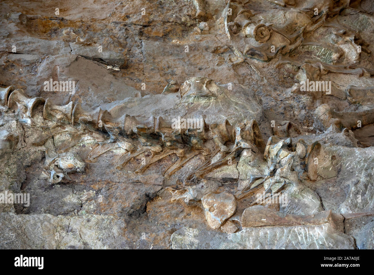 Dinosaurier Paläontologen fossile Knochen arbeiten Wissenschaft. Paläontologie wissenschaftliche Studie des alten Lebens, Fossilien, Dinosaurier und Evolution. Wissenschaft. Stockfoto