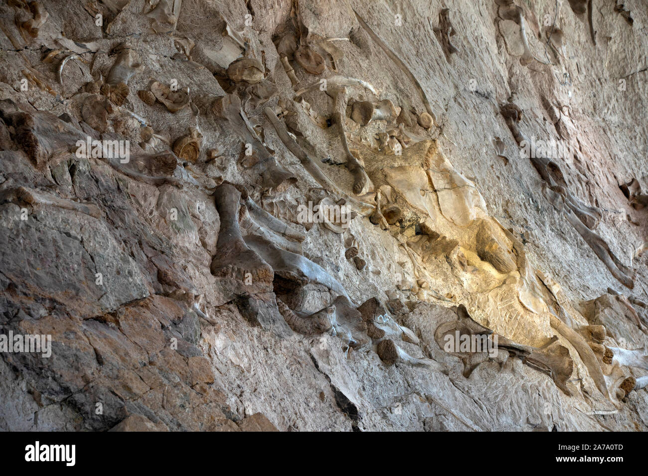 Dinosaurier Paläontologen fossile Knochen arbeiten Wissenschaft. Paläontologie wissenschaftliche Studie des alten Lebens, Fossilien, Dinosaurier und Evolution. Wissenschaft. Stockfoto