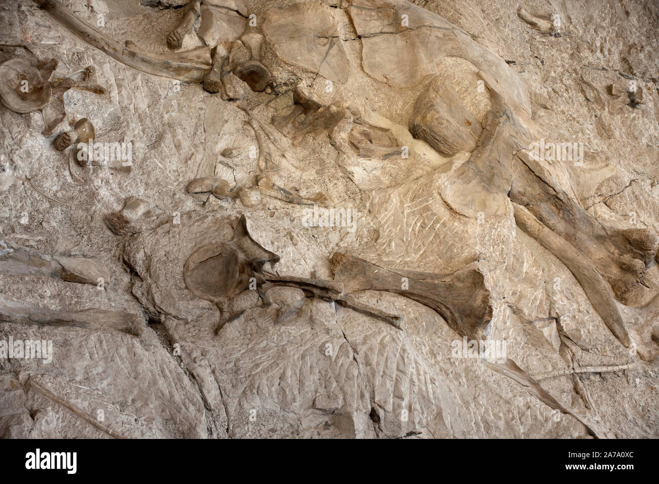 Dinosaurier Paläontologen fossile Knochen arbeiten Wissenschaft. Paläontologie wissenschaftliche Studie des alten Lebens, Fossilien, Dinosaurier und Evolution. Wissenschaft. Stockfoto