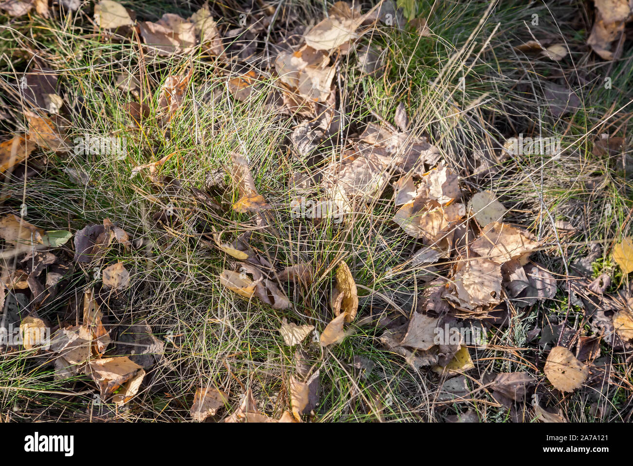 Gefallenen Blätter im Herbst unter den welken Gras Stockfoto
