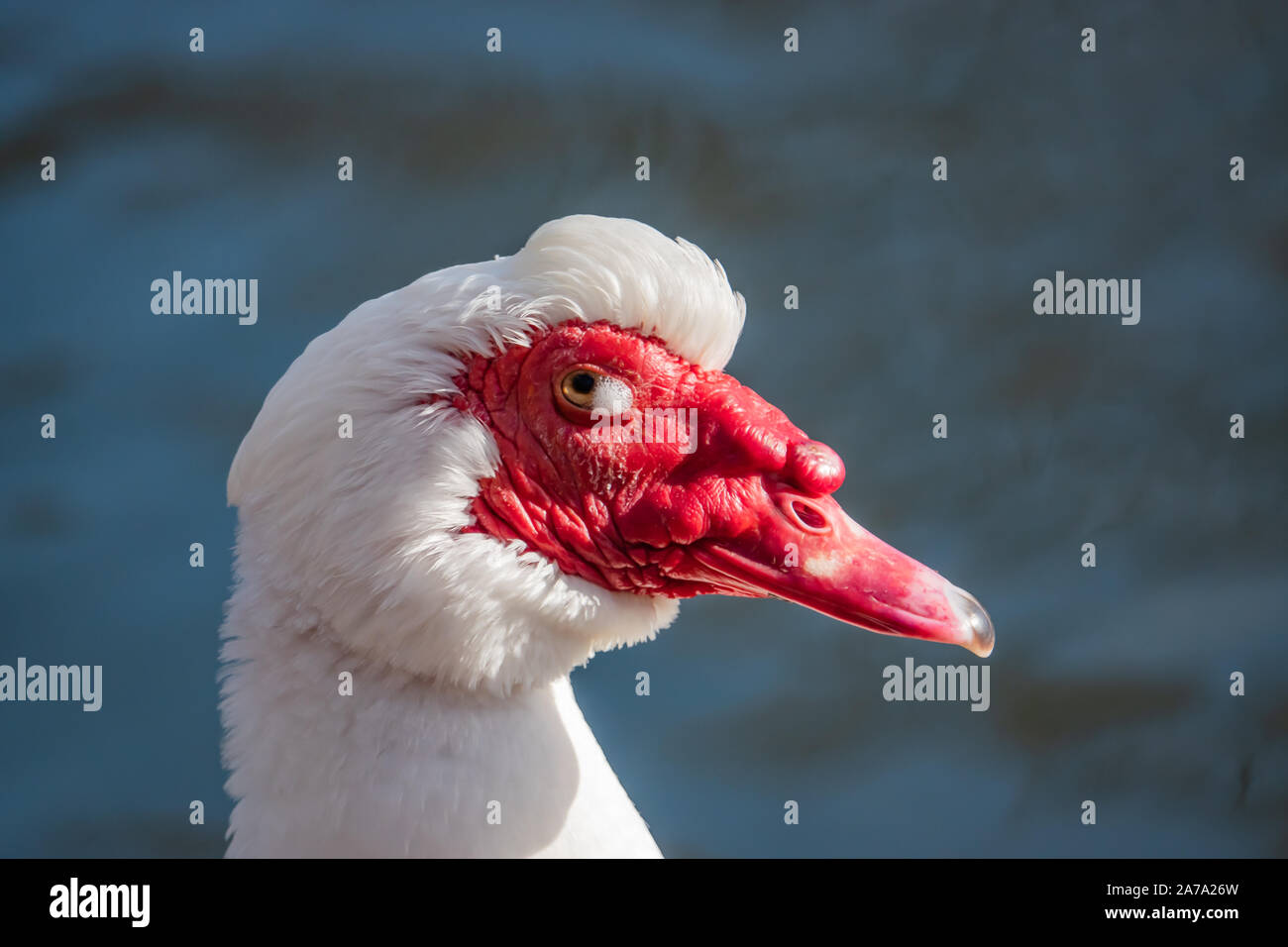 Weiß Muscovy Ente im Teich im Winter Stockfoto