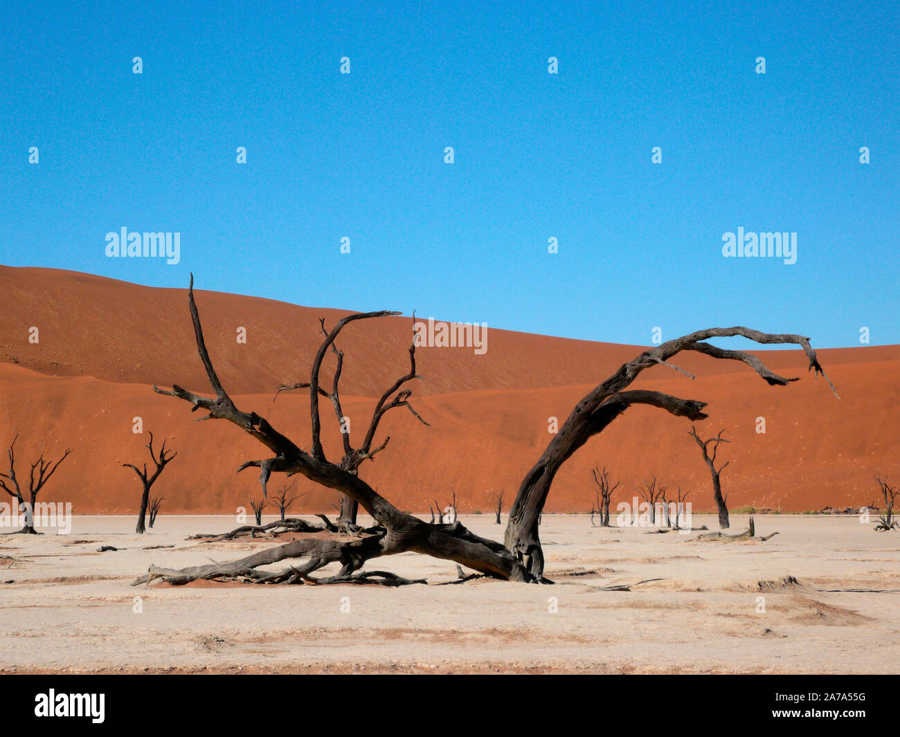 Versteinerte Bäume im Dead Vlei Salzpfanne in Sossusvlei in der Namib Wüste, Namibia, Afrika Stockfoto