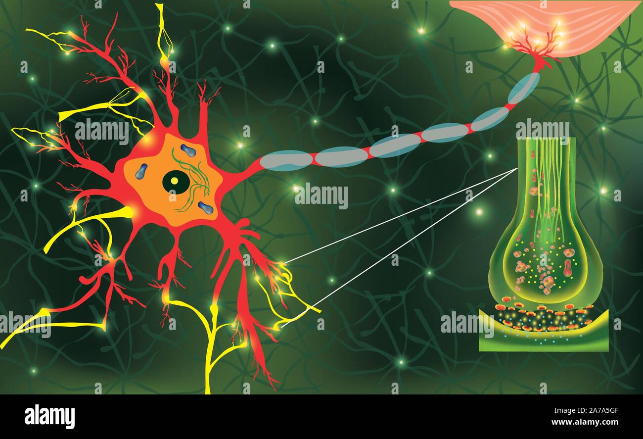 Anatomie neyron Zellen. Übertragung der Impulse in einem lebenden Organismus. Signalisierung im Gehirn. Neuronalen Verbindungen im Gehirn form Gedanken Stock Vektor