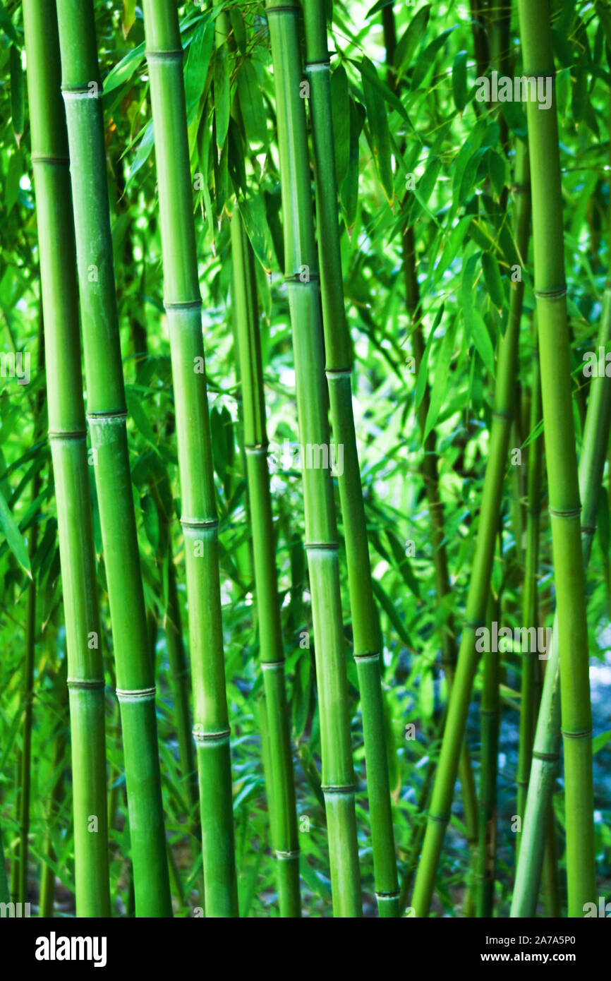 Bambus Hintergrund in voller Gre Stockfotografie - Alamy