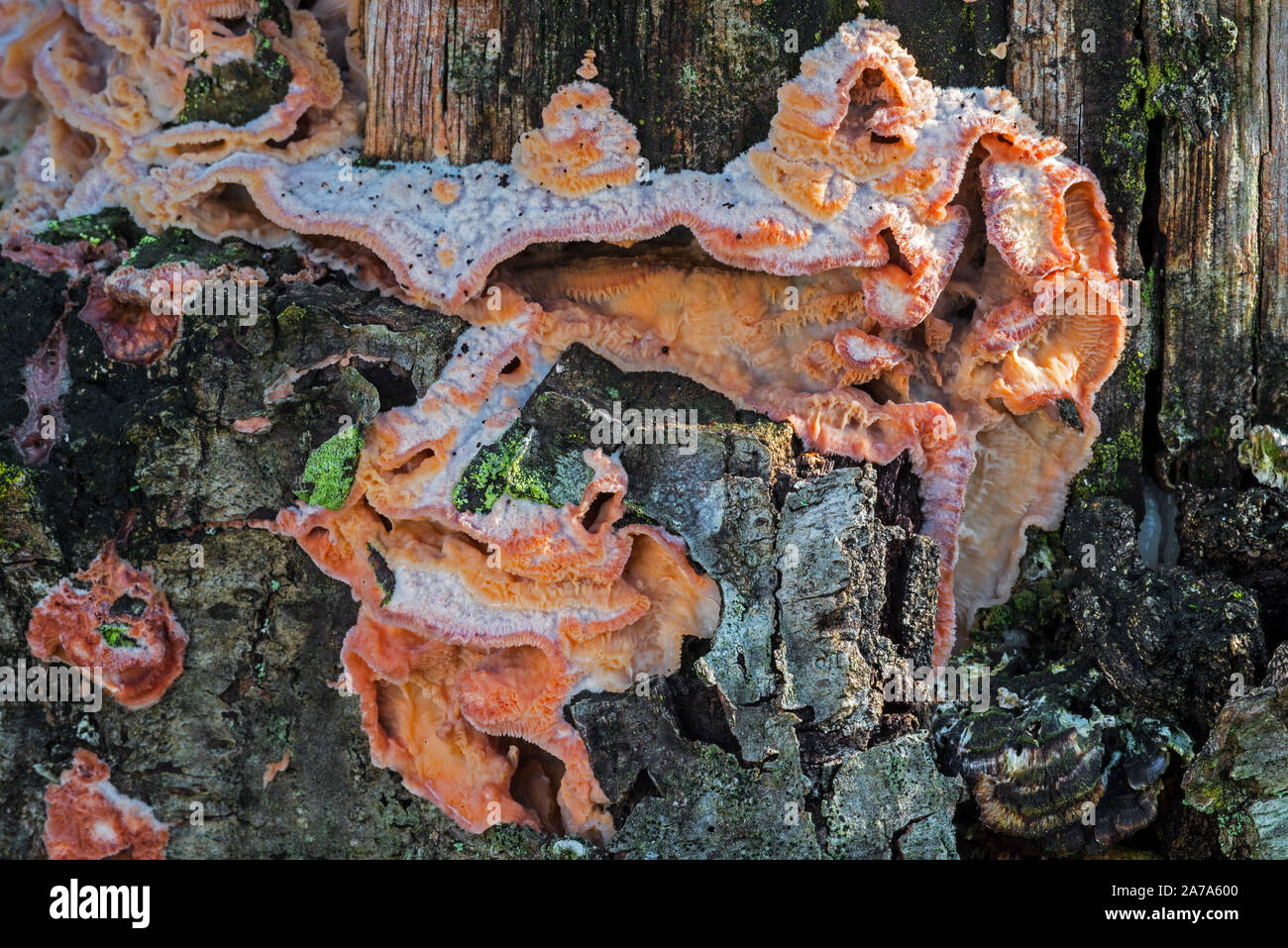 Zittern Merulius/Gelee rot (Phlebia tremellosa/Merulius tremellosus), weiß rot Pilz auf Baumstumpf Stockfoto