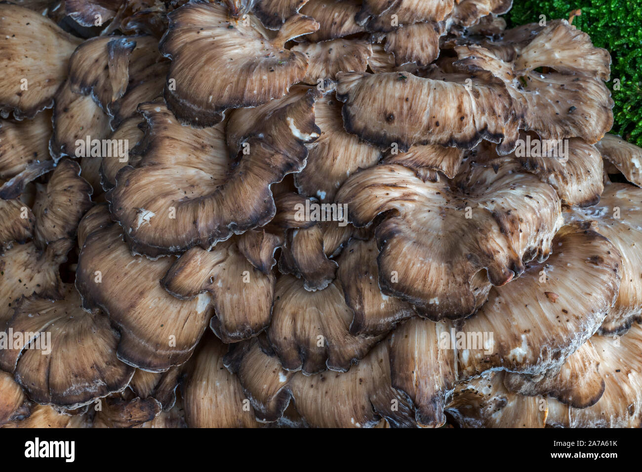 Henne - von - die - Holz/Kopf Ram's Head/Schafe (Grifola frondosa), Cluster von polypore Pilze an der Basis der Eiche Stockfoto