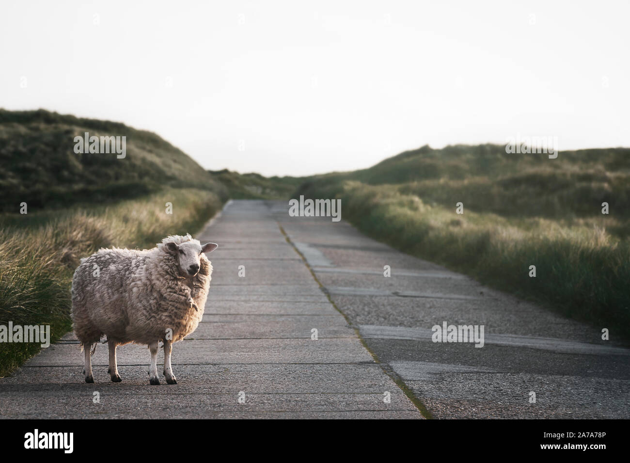 Nur ein Schaf auf einer Landstraße, durch Dünen mit Moos und Gräser, auf der nordfriesischen Insel Sylt, Deutschland, am Morgen. Nature Reserve. Stockfoto