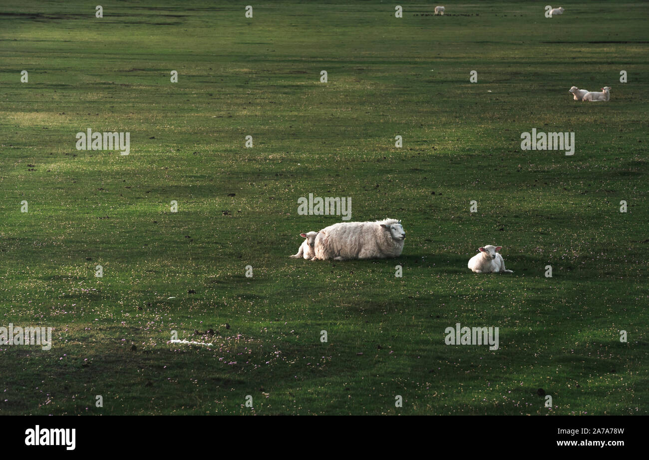 Weißes Schaf mit zwei Lämmern sitzen auf grünen Moos wiesen auf Sylt, Deutschland, im Morgenlicht. Deutsche Landschaft an der Nordsee Inseln. Stockfoto