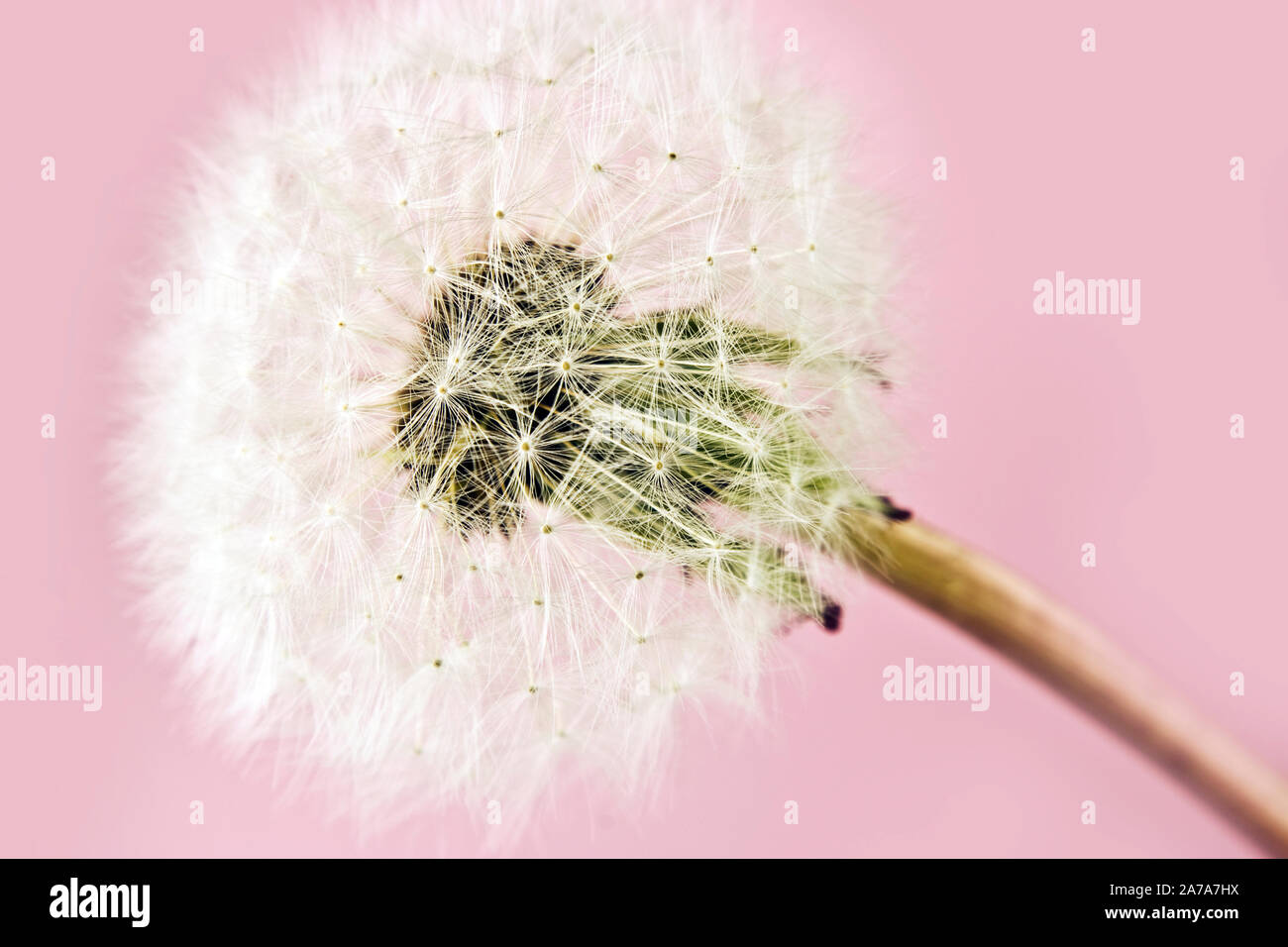 Blowflower auf einem rosa Hintergrund Stockfoto