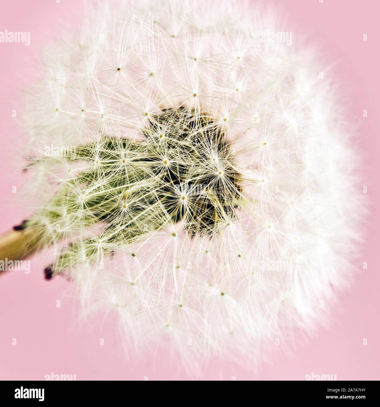 Blowflower auf einem rosa Hintergrund Stockfoto