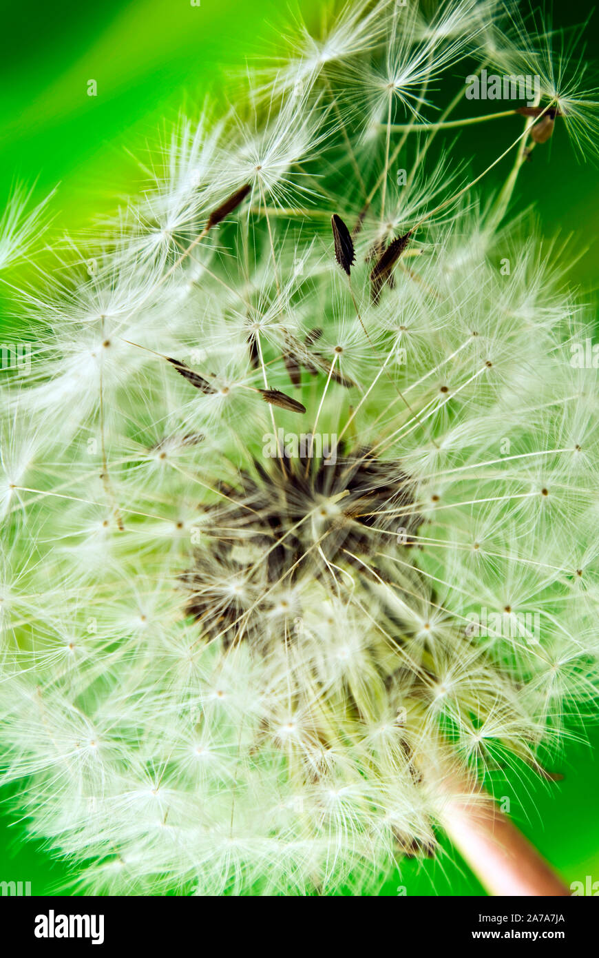 Löwenzahn in Nahaufnahme mit grünem Hintergrund Stockfoto
