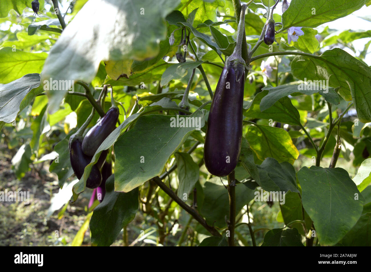 Brinjals hängen in der Gemüse Garten Stockfoto