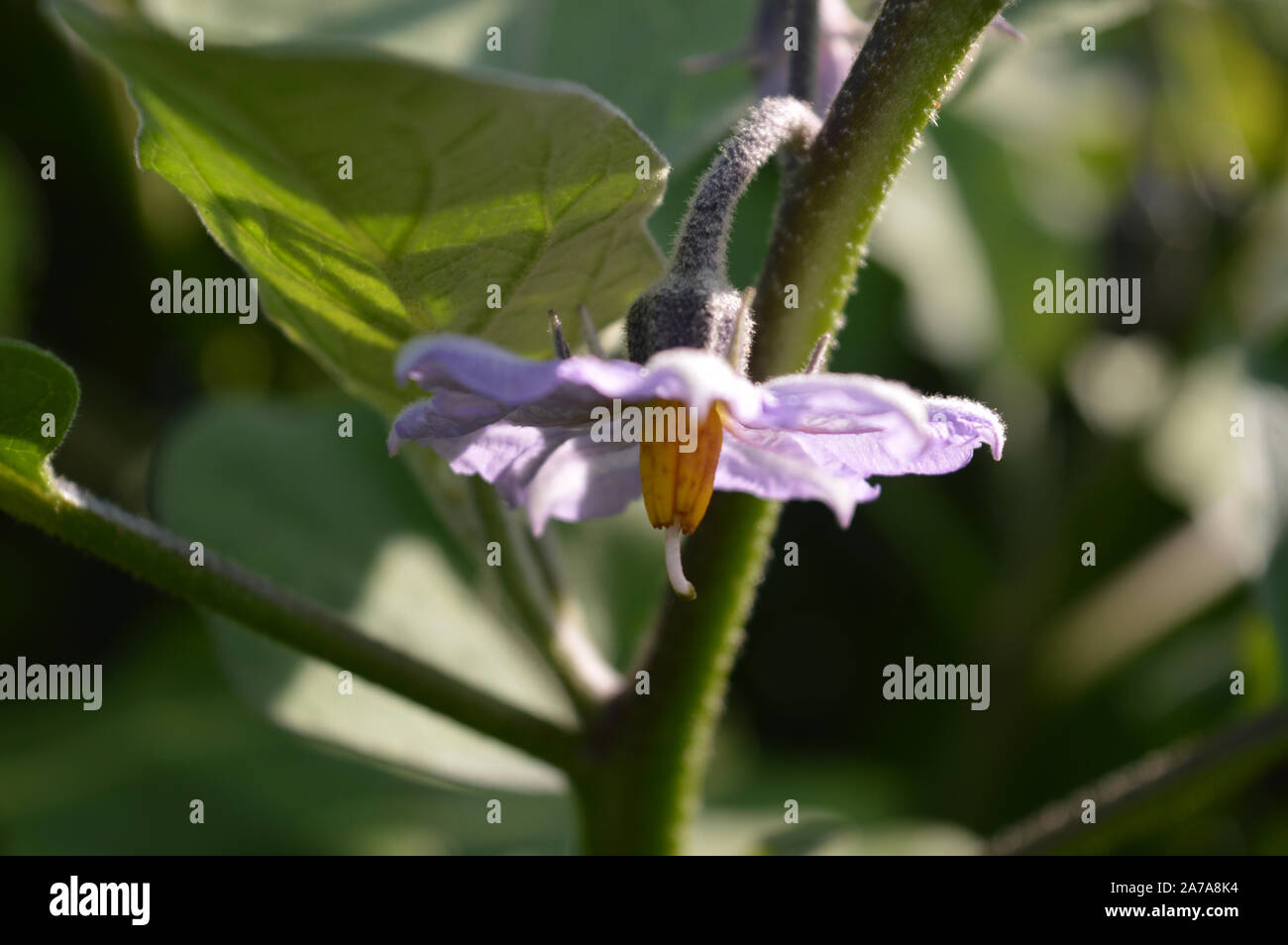 Clouse von Aubergine Blume. Stockfoto