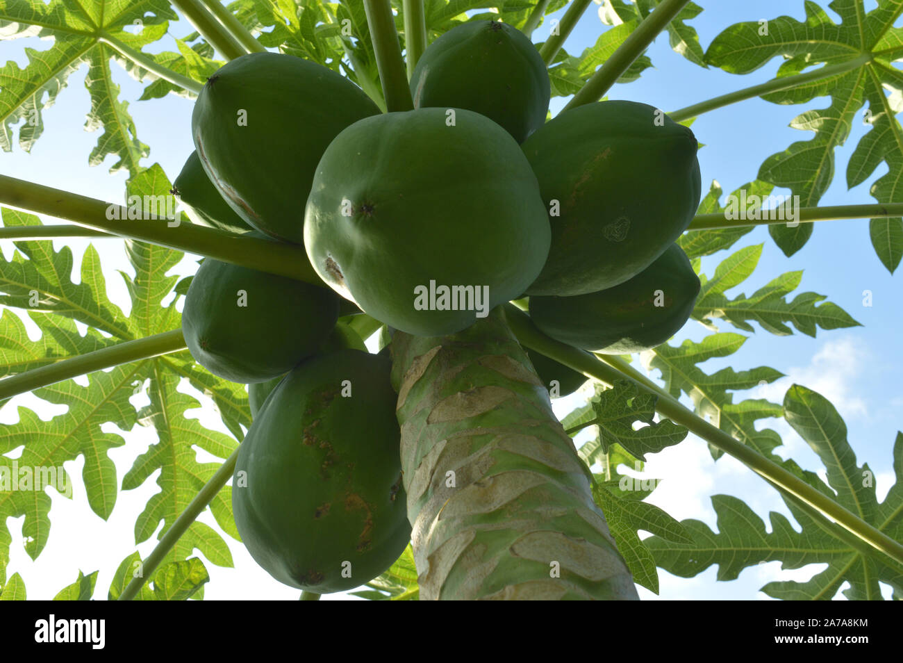 Papaya Baum und Blatt Stockfoto