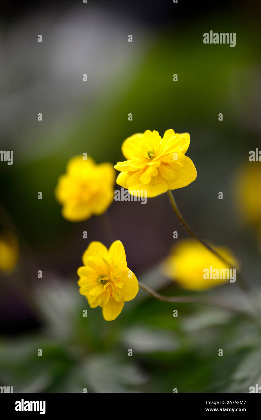 Pflügen Linda, Gelb, Doppel, Anemonen, Blumen, Blume, Blumen, Holz, Wald, Schatten, Schatten, Schatten, Pflanzen, RM floral Stockfoto