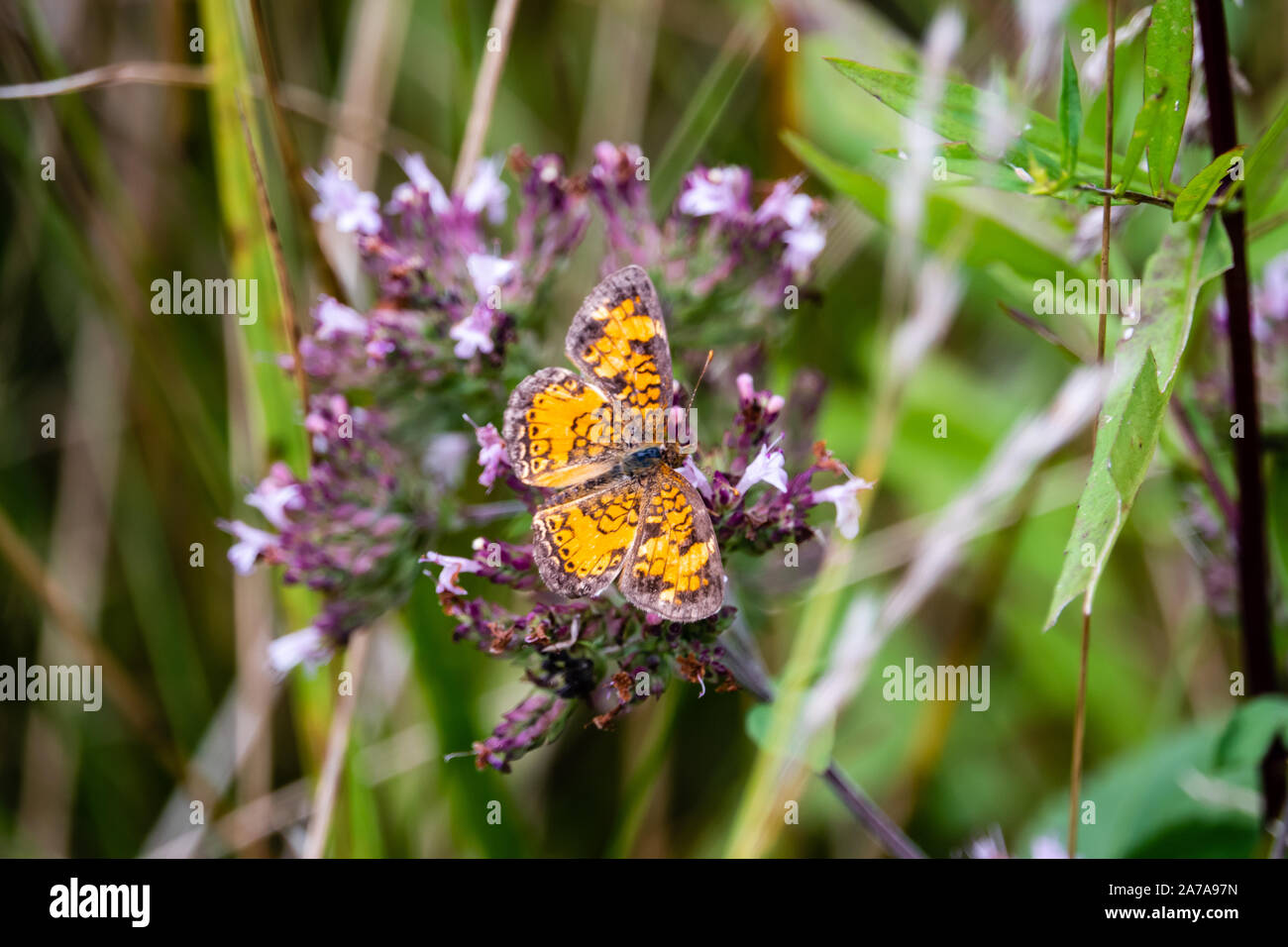 Pearl Crescent Schmetterling auf Oregano Blumen Stockfoto