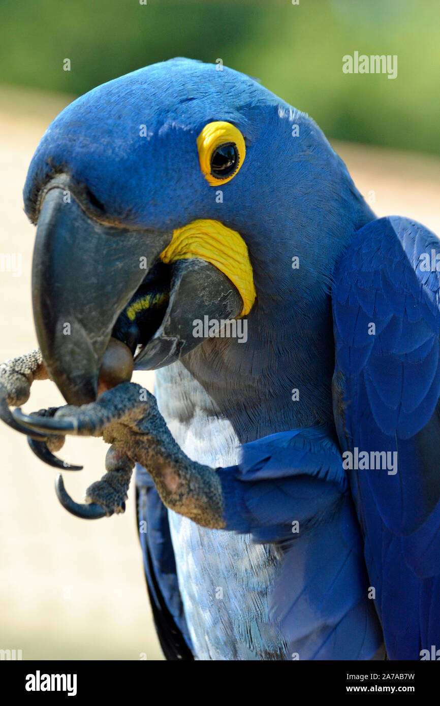 Hyazinthara Papageien im Tropical Birdland, Lindridge Lane, Desford, Leicestershire, Großbritannien Stockfoto