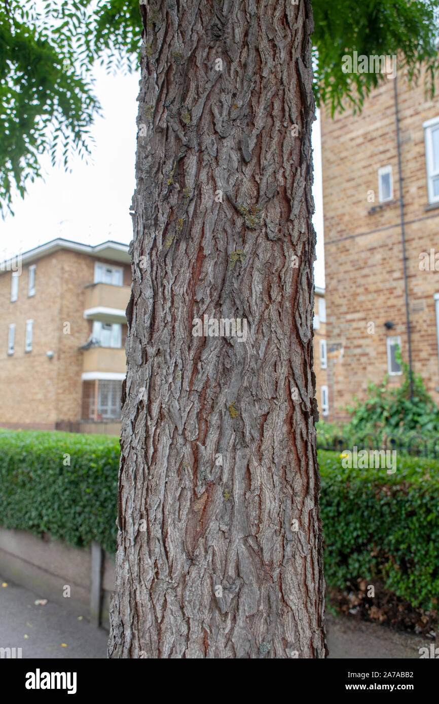 Shaggy Rinde eines Kentucky Coffeetree (Gymnocladus dioicus), Straße Baum, Clapton, London E5 Stockfoto