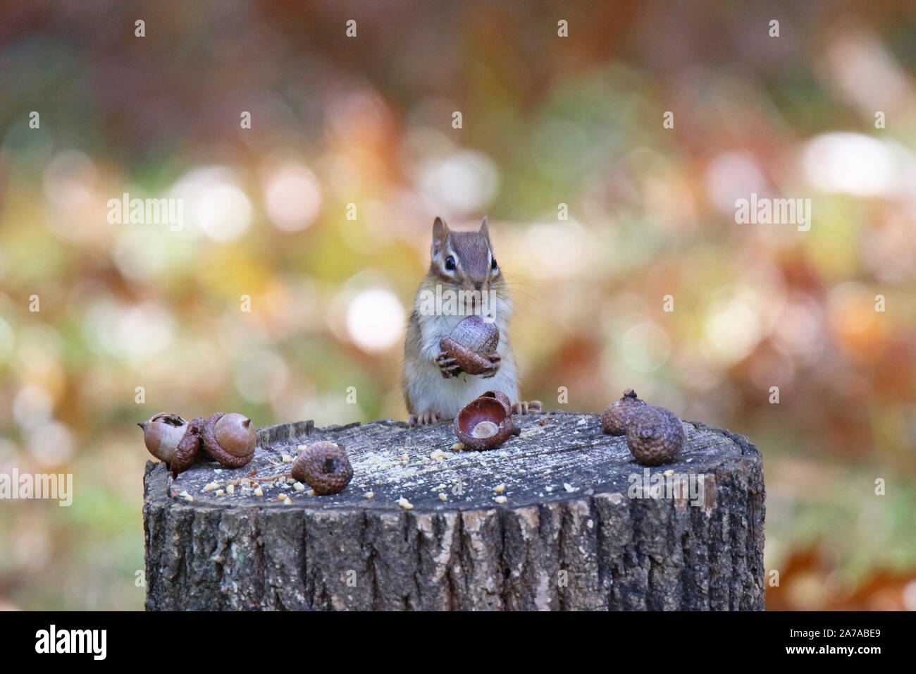 Eastern Chipmunk im Herbst Eicheln finden bequem aufbewahren für den Winter Stockfoto