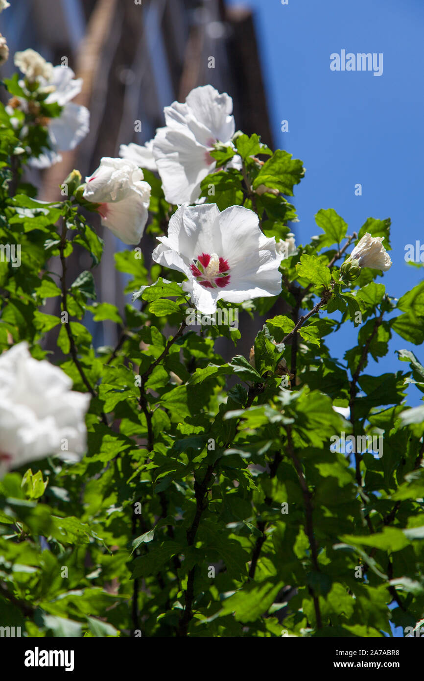 Die weißen Blüten von Hibiskus resi Straße Baum auf Garten, Shoreditch London EC 1 Stockfoto