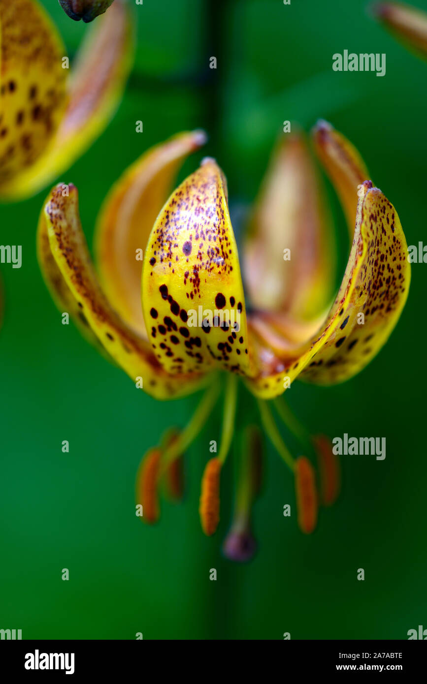 Lilium martagon Megan, Lilie, Lilien, Orange, Gelb, Blume, Blumen, Stauden, Sommer, Schatten, Schatten, Türken Kappe, RM Floral Stockfoto