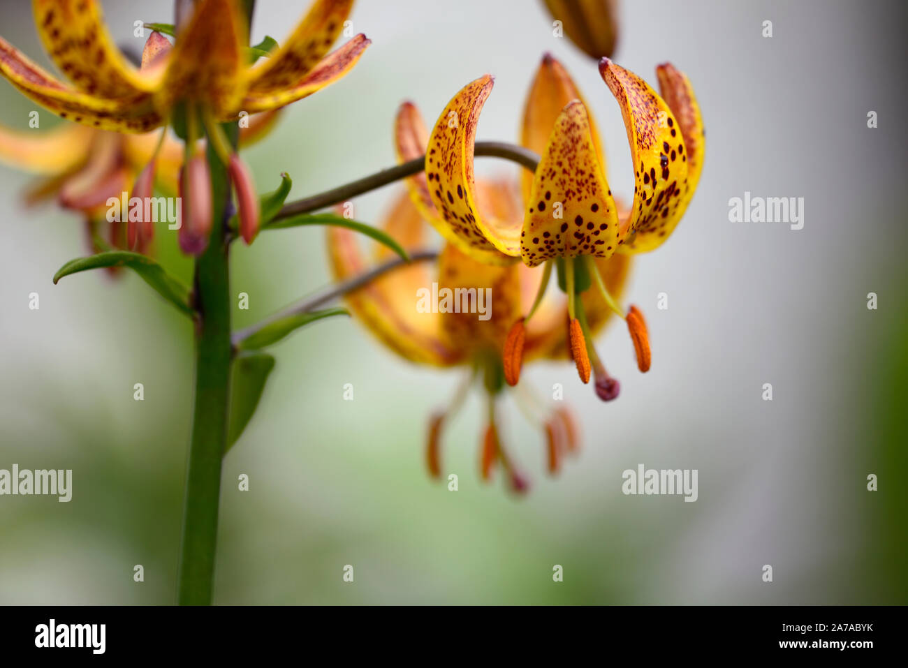 Lilium martagon Megan, Lilie, Lilien, Orange, Gelb, Blume, Blumen, Stauden, Sommer, Schatten, Schatten, Türken Kappe, RM Floral Stockfoto